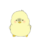 Chick Pipi（個別スタンプ：25）