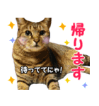 うらりん（かわいい猫の写真スタンプ）（個別スタンプ：3）