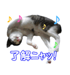 うらりん（かわいい猫の写真スタンプ）（個別スタンプ：4）