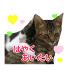 うらりん（かわいい猫の写真スタンプ）（個別スタンプ：11）