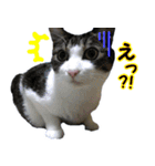 うらりん（かわいい猫の写真スタンプ）（個別スタンプ：14）