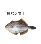 お魚写真スタンプ（個別スタンプ：2）