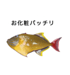 お魚写真スタンプ（個別スタンプ：5）