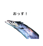 お魚写真スタンプ（個別スタンプ：6）