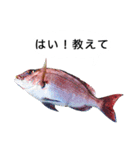 お魚写真スタンプ（個別スタンプ：8）