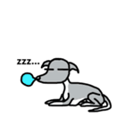 犬でっせ。イタグレでっせ。ブルーでっせ。（個別スタンプ：1）