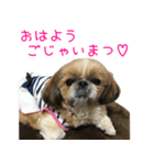 シーズーのゆっこちゃん（個別スタンプ：1）