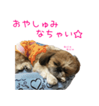 シーズーのゆっこちゃん（個別スタンプ：2）