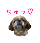 シーズーのゆっこちゃん（個別スタンプ：6）