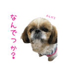 シーズーのゆっこちゃん（個別スタンプ：13）