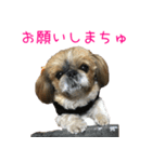 シーズーのゆっこちゃん（個別スタンプ：14）