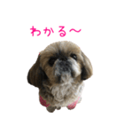 シーズーのゆっこちゃん（個別スタンプ：15）