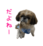シーズーのゆっこちゃん（個別スタンプ：16）