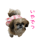 シーズーのゆっこちゃん（個別スタンプ：17）