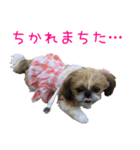 シーズーのゆっこちゃん（個別スタンプ：18）