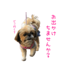 シーズーのゆっこちゃん（個別スタンプ：19）