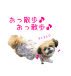 シーズーのゆっこちゃん（個別スタンプ：20）