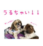 シーズーのゆっこちゃん（個別スタンプ：24）