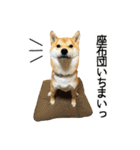 柴犬こてつ君 stamp vol.1（個別スタンプ：9）