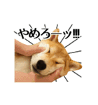 柴犬こてつ君 stamp vol.1（個別スタンプ：19）