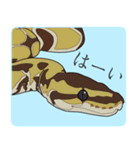 ボールパイソン（個別スタンプ：1）