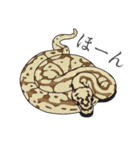 ボールパイソン（個別スタンプ：2）