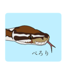 ボールパイソン（個別スタンプ：3）