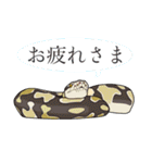 ボールパイソン（個別スタンプ：4）