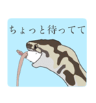 ボールパイソン（個別スタンプ：6）