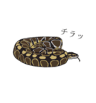 ボールパイソン（個別スタンプ：9）