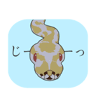ボールパイソン（個別スタンプ：14）