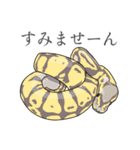 ボールパイソン（個別スタンプ：19）