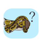 ボールパイソン（個別スタンプ：21）