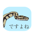 ボールパイソン（個別スタンプ：33）