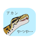 ボールパイソン（個別スタンプ：38）