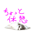 チワプーの写真スタンプ（モコスタ1）（個別スタンプ：4）