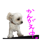 チワプーの写真スタンプ（モコスタ1）（個別スタンプ：5）