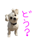 チワプーの写真スタンプ（モコスタ1）（個別スタンプ：6）