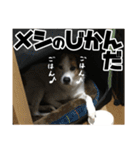 ダンディ風犬レオのスタンプ 日常編（個別スタンプ：2）