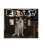 ダンディ風犬レオのスタンプ 日常編（個別スタンプ：5）