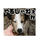 ダンディ風犬レオのスタンプ 日常編（個別スタンプ：10）