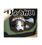 ダンディ風犬レオのスタンプ 日常編（個別スタンプ：11）