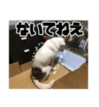 ダンディ風犬レオのスタンプ 日常編（個別スタンプ：12）