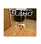 ダンディ風犬レオのスタンプ 日常編（個別スタンプ：21）