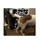 ダンディ風犬レオのスタンプ 日常編（個別スタンプ：23）