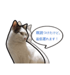 表情豊かな猫ちゃん達。（個別スタンプ：18）