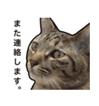 表情豊かな猫ちゃん達。（個別スタンプ：23）