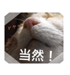 表情豊かな猫ちゃん達。（個別スタンプ：29）