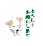 うちのもふもふ犬（個別スタンプ：6）