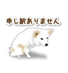 うちのもふもふ犬（個別スタンプ：7）